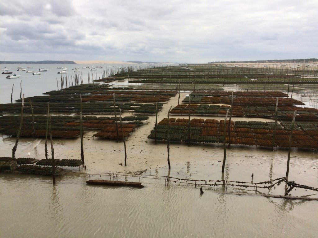 oyster beds