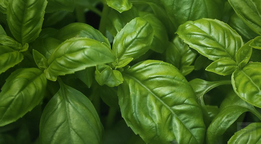 TESTING RECIPES AND BASIL – Susan Herrmann Loomis | On Rue Tatin